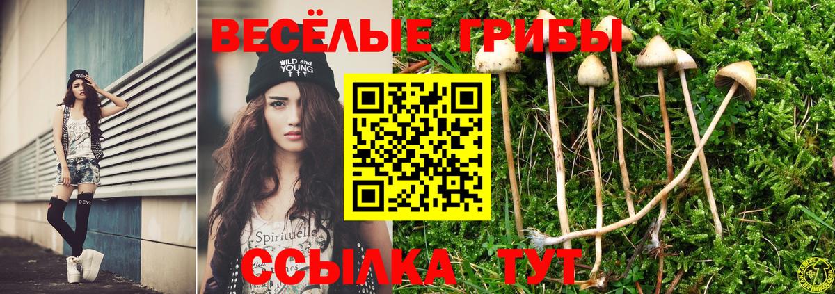 Псилоцибиновые грибы Psilocybe  где продают наркотики  Сибай  Галлюциногенные грибы прущие грибы  Вход с VPN 